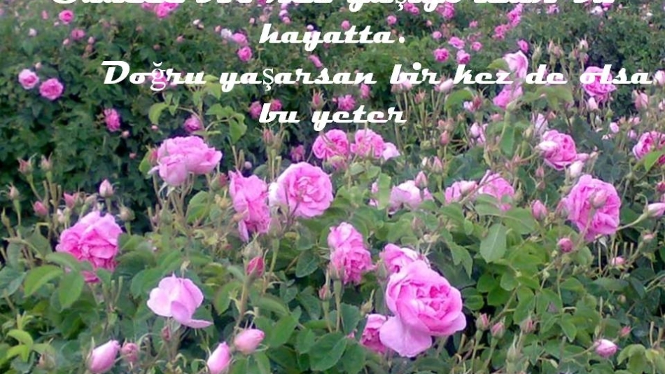 HAYATA DAİR TAVSİYELER - 1